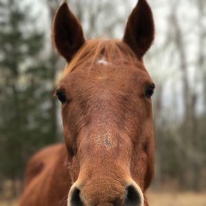 Meet your Posher, Aivy